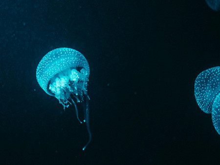 Das Bild zeigt leuchtende Quallen, die elegant durch dunkles Wasser schwimmen. Ihre biolumineszenten Körper strahlen ein sanftes blaues Licht aus.