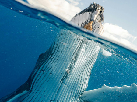 Ein in der Wasseroberfläche reflektierter Kopf eines Wals, der teilweise aus dem Wasser taucht. 