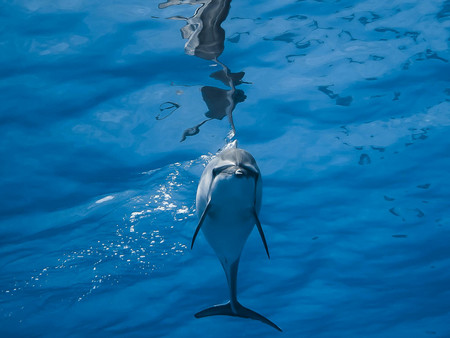 Ein Delfin schwimmt unter der Wasseroberfläche, das Sonnenlicht spiegelt sich auf dem klaren, blauen Wasser.