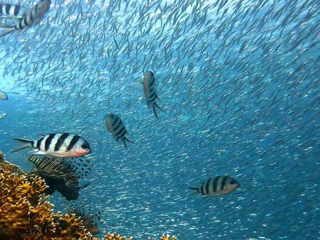 Eine Unterwasserlandschaft mit mehreren gestreiften Fischen, die in der Nähe von buntem Korallenriff schwimmen. 