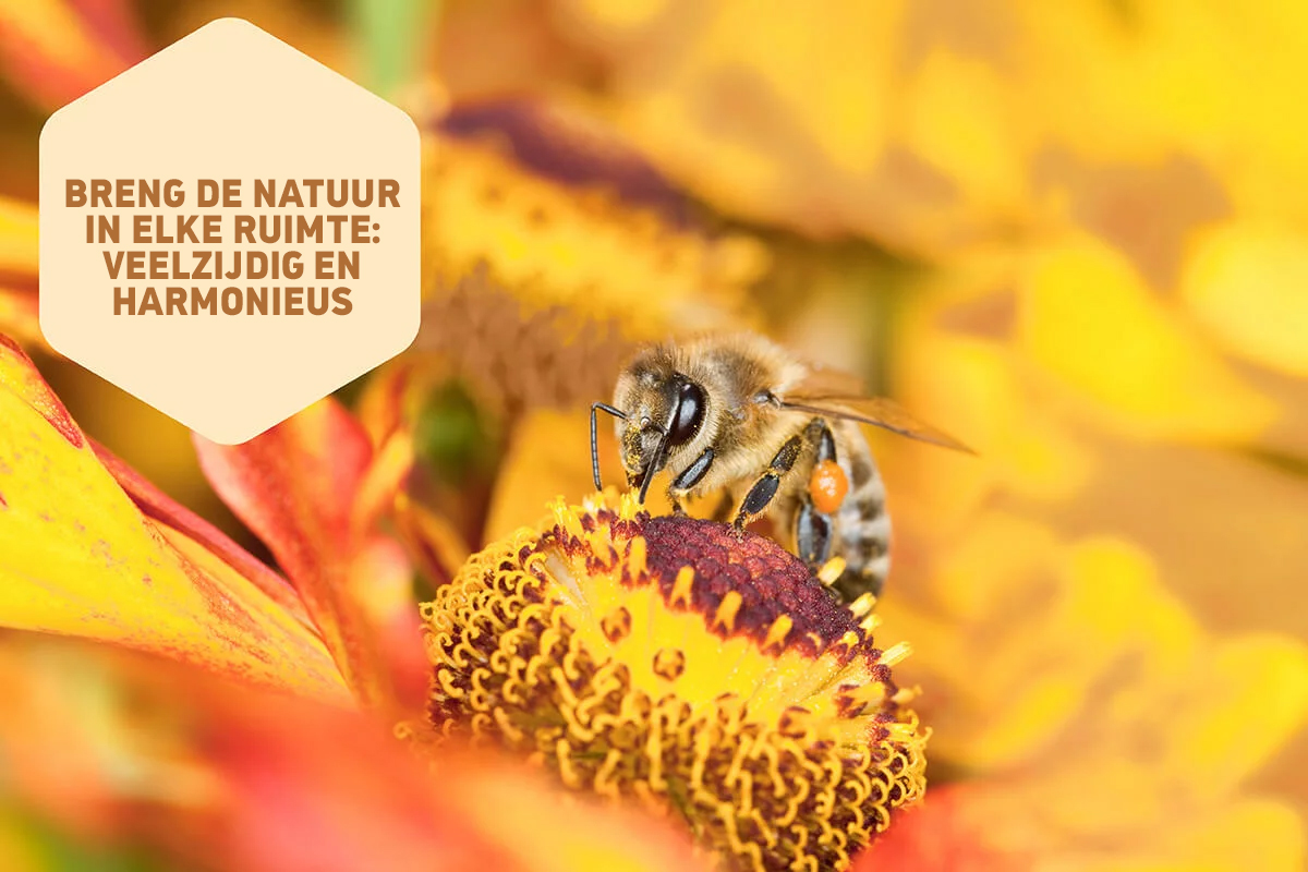 Puur natuur: de honingbij