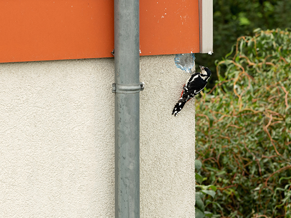 Bond voor pleisterbouw